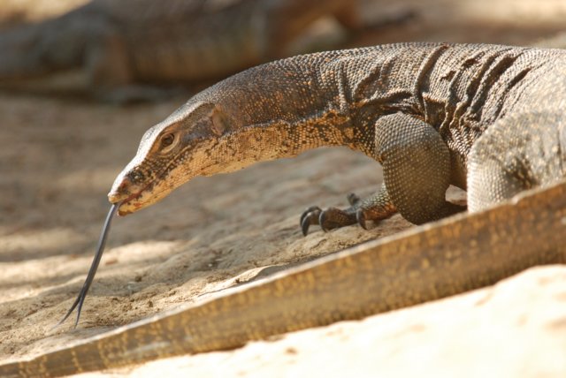 07455 Monitor lizard Pulau Tiga, Borneo Maleisië