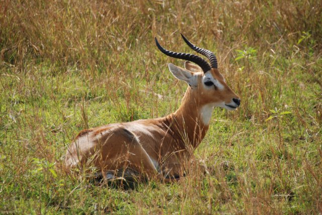 02799 Uganda kob Queen Elizabeth NP, Oeganda