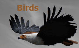 Foto's van Oeganda, birds